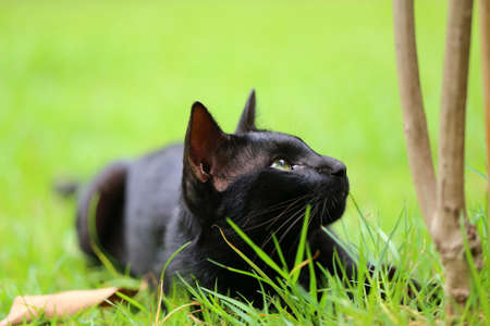 Young black cat hunts on the green grass of the lawn. kitten lying on grass in the park in sunshine dayの写真素材