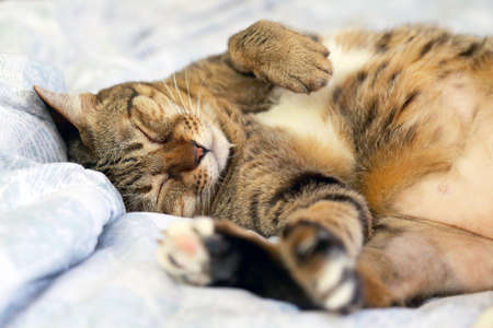 Lazy cat sleeping upside down on bed.の写真素材