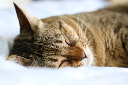 Cat sleeping upside down on bed.の写真素材