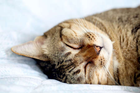 Cat sleeping upside down on bed.の写真素材