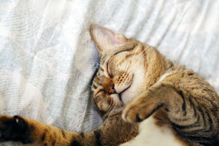 Cat sleeping upside down on bed.の写真素材
