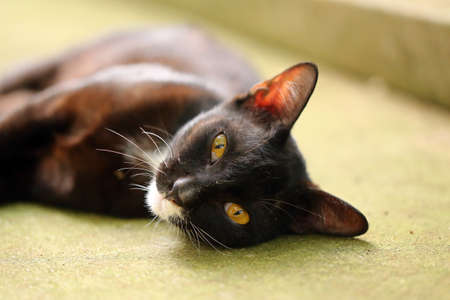 Cat sleeping upside downの写真素材