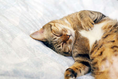 Cat sleeping upside down on bed.の写真素材