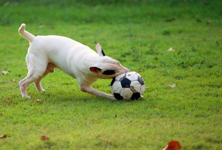 Bull Terrier chasing soccer ball at the park. Dog playing football in grass field.の写真素材