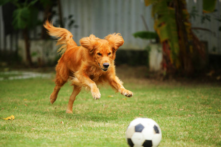 Golden Retriever chasing soccer ball at the park. Dog playing football in grass field.の写真素材