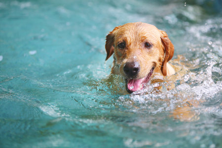 Golden Retriever swimming in the pool. Dog swimming. Dog smiling.