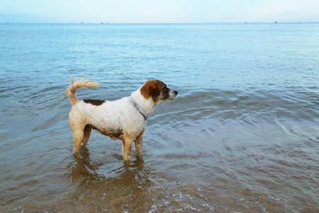 Mixed breed dog playing water sea at the beach. Dog at seaside. Travel concept. Pets in nature.の写真素材