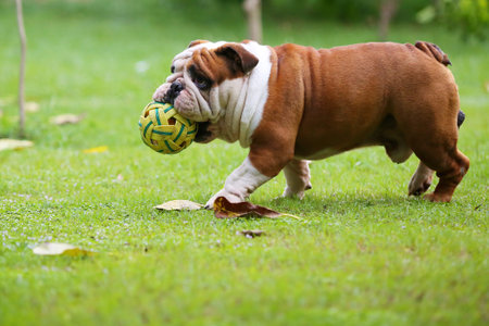 Bulldog holding ball in mouth and walking at the park. Dog playing football in grass field.の写真素材