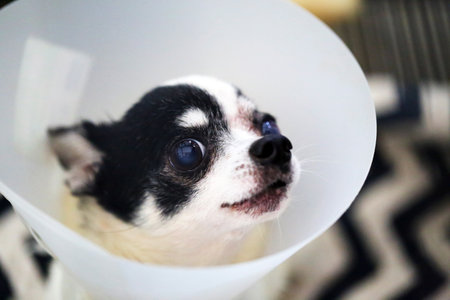 Chihuahua wearing a protective Elizabethan collar after surgery at left eye. Dog injured at eyes.の写真素材