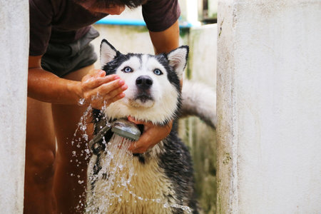 Siberian husky bathing with owner. Dog washing.の写真素材