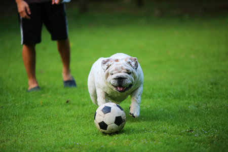English Bulldog playing football with owner at grass field. Dog running and Chasing scocer ball at...