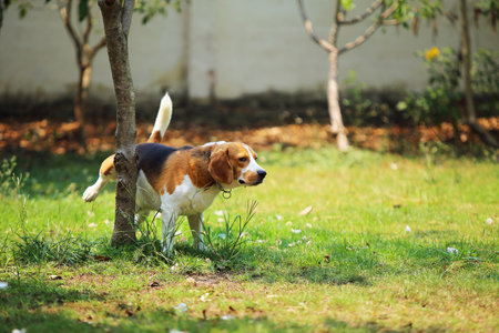 Beagle peeing on tree at the park. Dog peeing.の写真素材