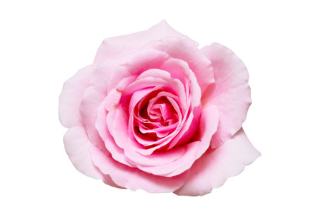 Pink rose isolated on white background.の写真素材