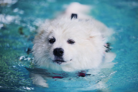 Samoyed swims in swimming pool. Dog swimming.の写真素材