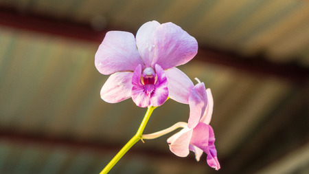 Orchids bloom and expose to sunlight during sunsetの写真素材