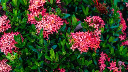 Macro shot of a group of red and pink Thai Ixora flower with green leaf blooms in the garden on the sunny day. Its species is Ixora coccinea under Rubiaceae familyの写真素材