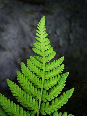 Green isolated fernの写真素材