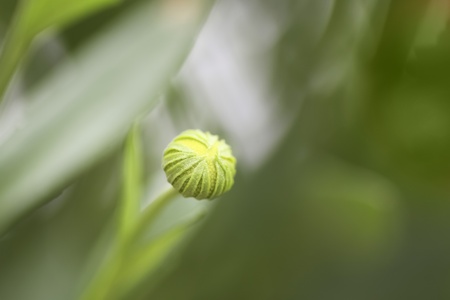 flower bud, green backgroundの写真素材
