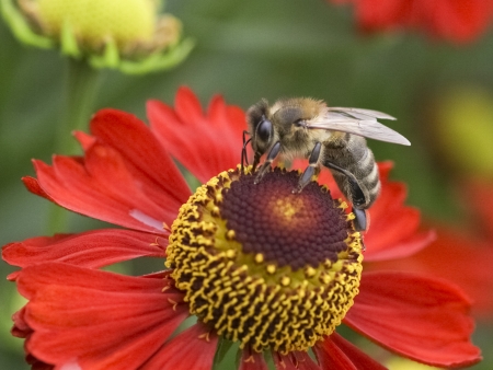 Bee and flowerの写真素材