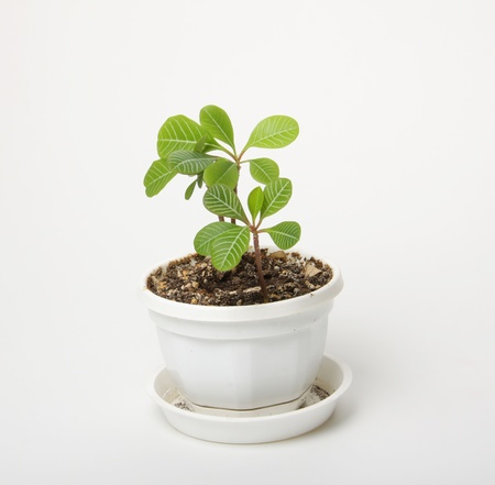 small spurge in a pot, isolatedの写真素材