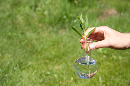 small green plant in test tube