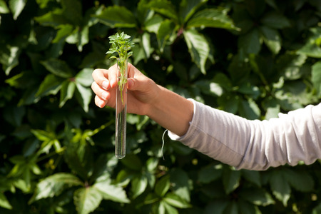 small green plant in test tube