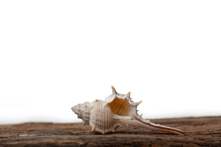 sea shell on old wooden board