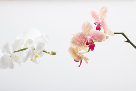 orchid, isolated on whiteの写真素材
