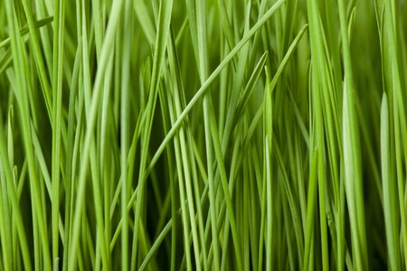Fresh green grassの写真素材