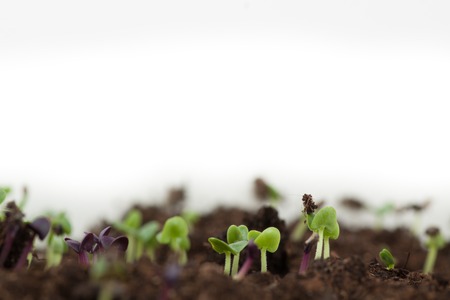 young green sproutsの写真素材