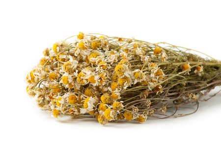 Dried chamomile on white backgroundの写真素材