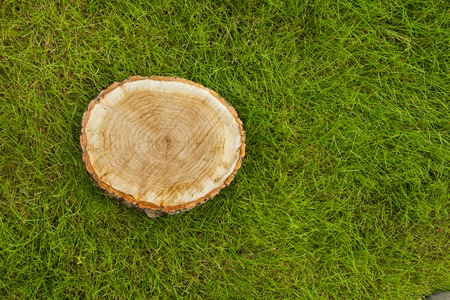 tree stump on the green grass, top viewの写真素材
