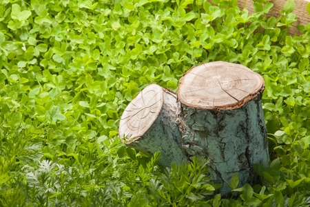 tree stump on the green grassの写真素材