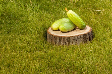 green cucumbers on a tree stumpの写真素材
