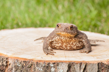 frog on the tree stump and green grassの写真素材