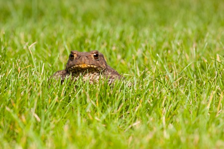 Gray frog sitting on green grassの写真素材