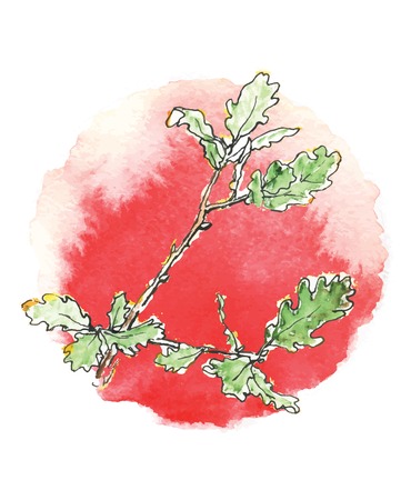 branch of  oak tree against the sun, watercolor vector illustrationのイラスト素材