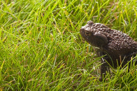 Gray frog sitting on green grassの写真素材