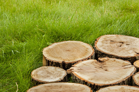 Background of tree stumps on the grassの写真素材