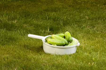 cucumbers in a white pot on the green grassの写真素材