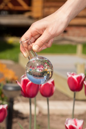 tulips and bulb with liquid fertilizer or water