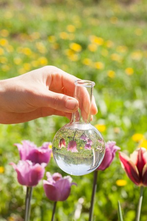 tulips and bulb with liquid fertilizer or water