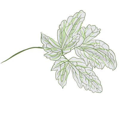 green branch of a plant, vector leaves, isolated on whiteのイラスト素材