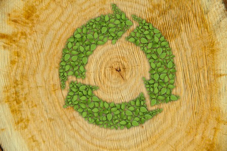 Cross section of tree trunk with green plant sprout recycle symbolの写真素材