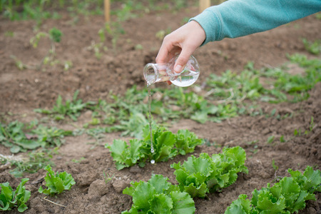 Female hand with a test tube and salad plant. Fertilizer in laboratory glassware.の写真素材