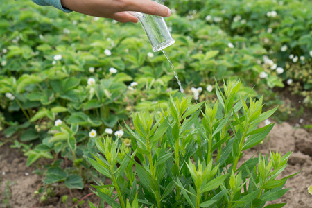 Female hand with a test tube and plant. Fertilizer in laboratory glassware.の写真素材