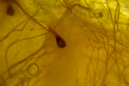 Translucent backlit fruit pulp close-up. Abstract flesh and fibers macro image