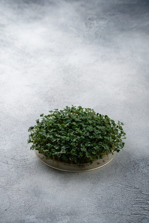 Arugula sprouts growing in round plate on bright textured table, with copy space. Organic cooking and diet.の写真素材