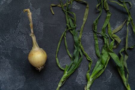 Organic onion with leaves on dark textured surface. Onions background. Ripe onions. Bulb onions, green spring. Top view.の写真素材