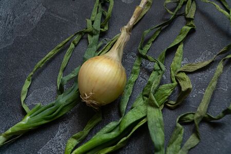 Organic onion with leaves on dark textured surface. Onions background. Bulb onions, green spring....